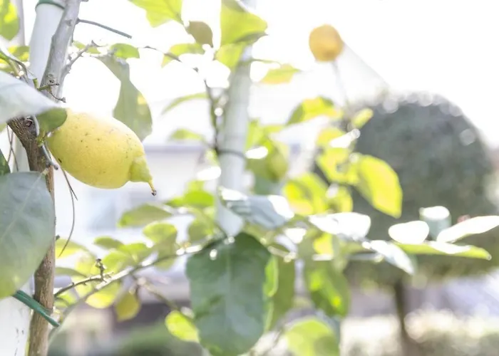 Federica 12t * Milano Marittima