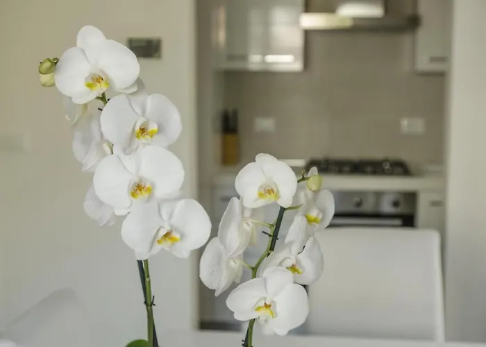 Federica 12t Milano Marittima